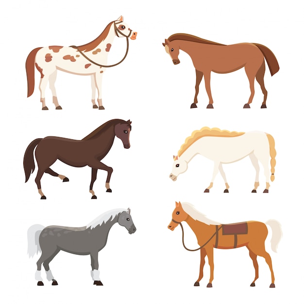 Caballos lindos en varias poses de diseño vectorial. Dibujos animados granja salvaje vector aislado mangueras. Colección de pie de caballo animal. Silueta diferente
