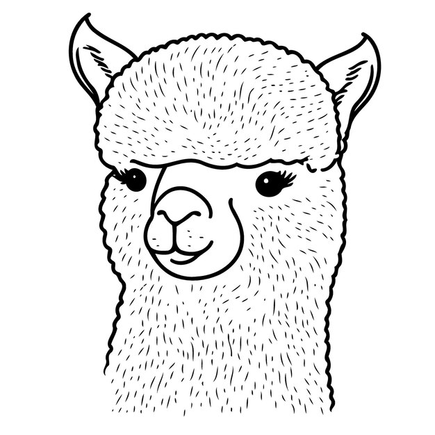 Cabeza de animal camélido llamada alpaca
