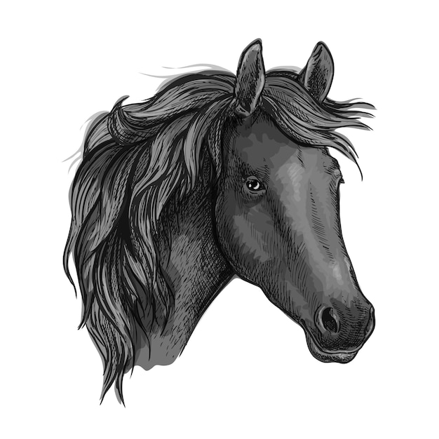 Vector cabeza de caballo negro de raza árabe