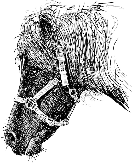 Vector cabeza de caballo
