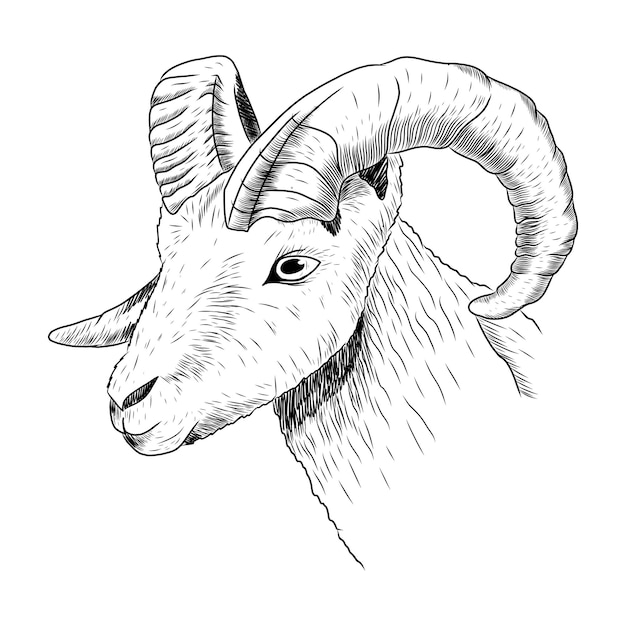 Cabeza de carnero con cuernos en estilo boceto Ilustración aislada vectorial de un animal de granja