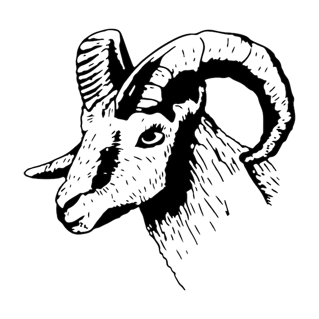 Cabeza de carnero con cuernos en estilo boceto Ilustración aislada vectorial de un animal de granja