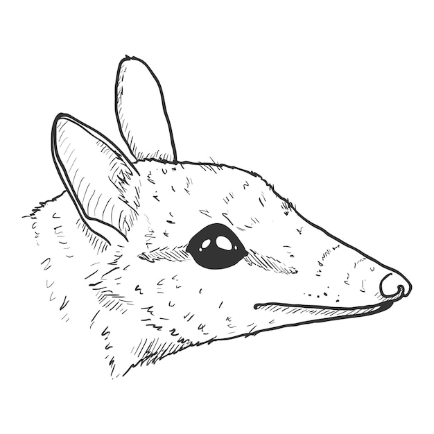 Cabeza de dibujo de la ilustración vectorial de Numbat