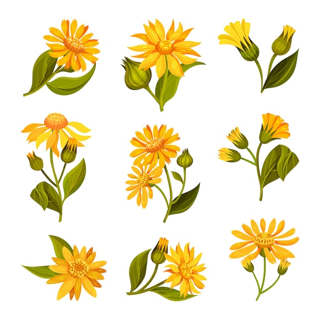 Cabeza de flor amarilla o naranja de arnica con flores de rayos largos en conjunto de vectores de tallo verde