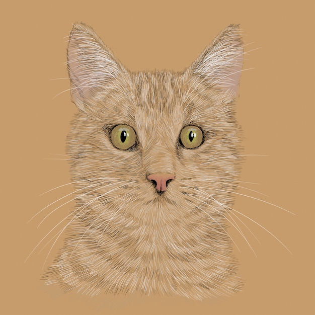 La cabeza de un gato con bigote. Dibujo a mano dibujo a lápiz aislado en un fondo blanco.