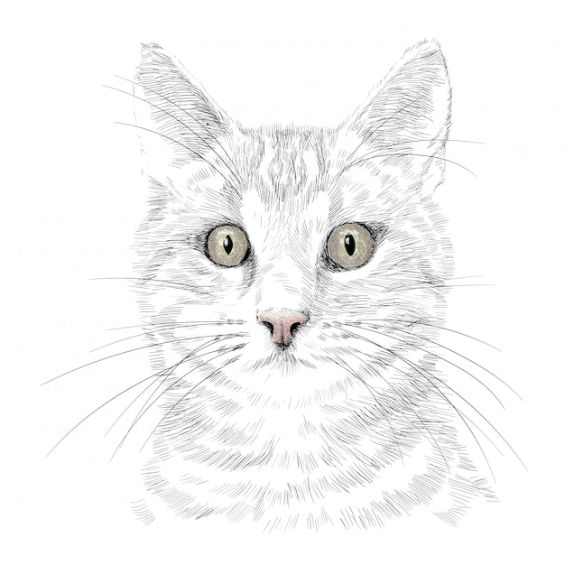 La cabeza de un gato con bigote. dibujo a mano dibujo a lápiz aislado en un  fondo blanco. | Vector Premium