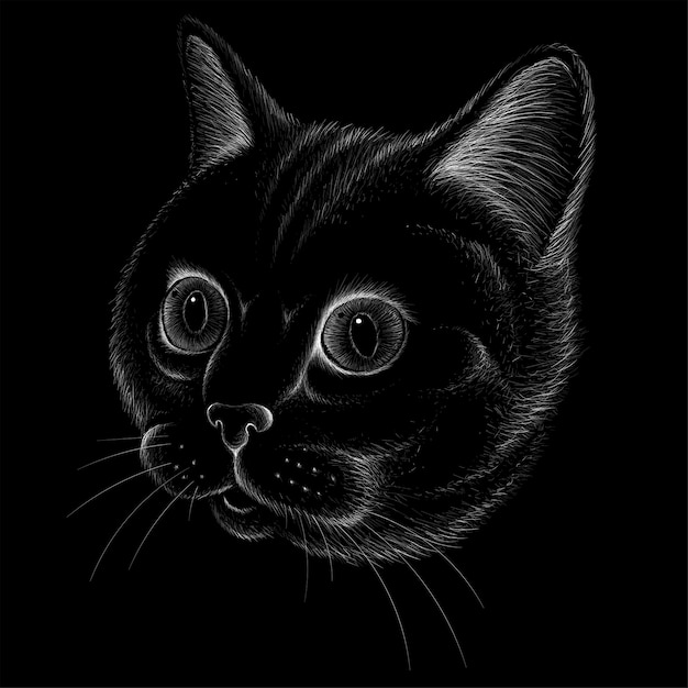 Vector cabeza de gato en estilo dibujado