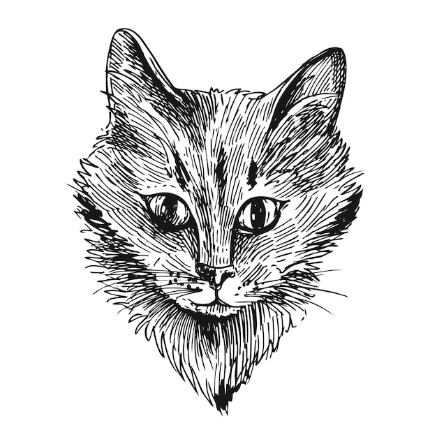 Vector cabeza de gato