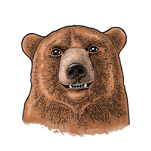 Vector cabeza de oso ilustración de grabado de color vintage para cartel aislado en blanco