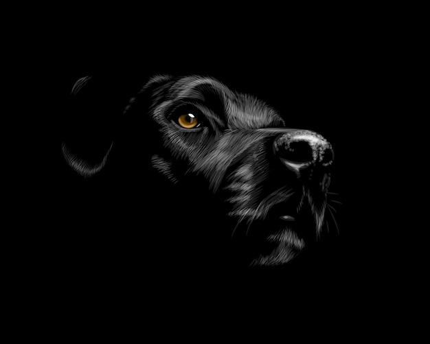 Cabeza de un retrato de perro Labrador Retriever sobre un fondo negro. Ilustración vectorial