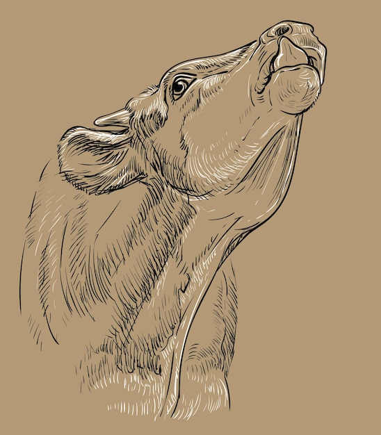 Cabeza de toro dibujo a mano ilustración vintage