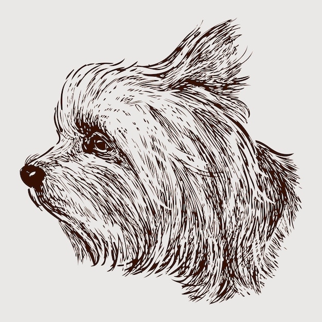 Vector cabeza de un yorkshire terrier