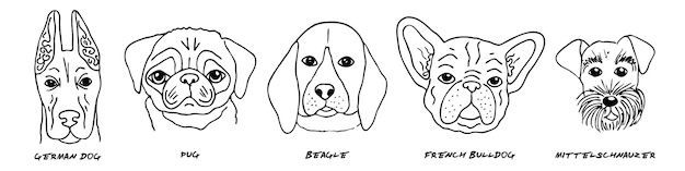 Cabezas de Doodle de diferentes razas de perros
