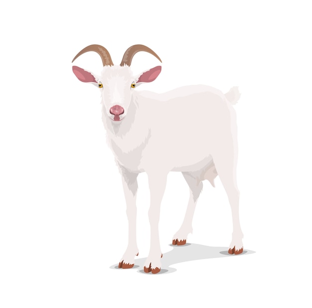 Cabra blanca, animal de dibujos animados vector