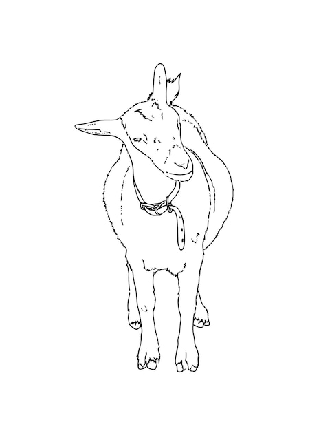 Cabra doméstica ganado animal agricultura garabato línea dibujos animados para colorear