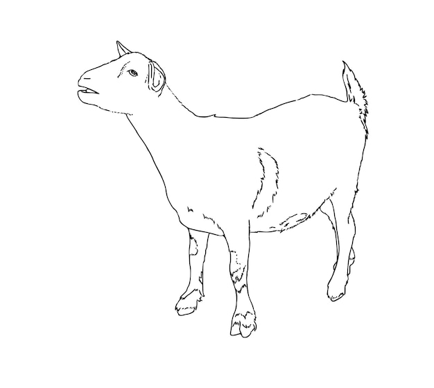 Cabra doméstica ganado animal agricultura garabato línea dibujos animados para colorear