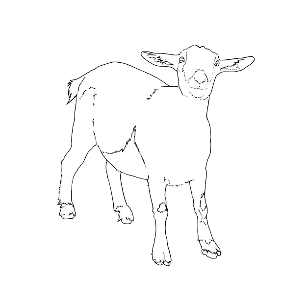 Cabra doméstica ganado animal agricultura garabato línea dibujos animados para colorear