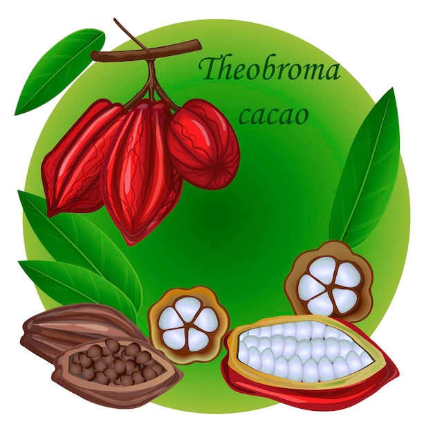 Cacao árbol cacao fruta Lat Theobroma Producto orgánico naturalRealismo