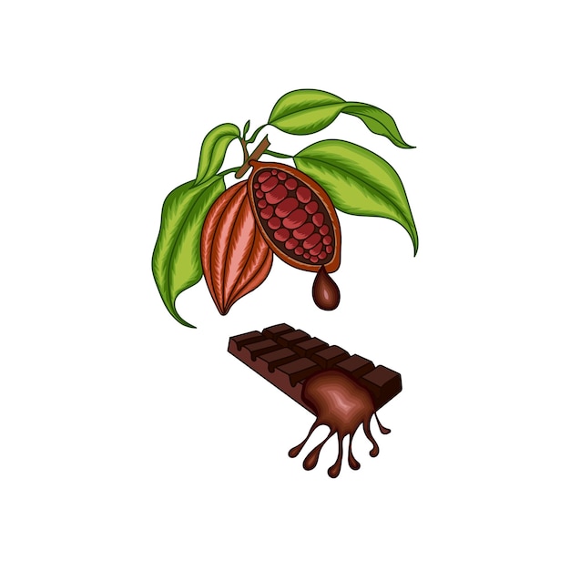 Vector cacao árbol deja fruta chocolate vector ilustración