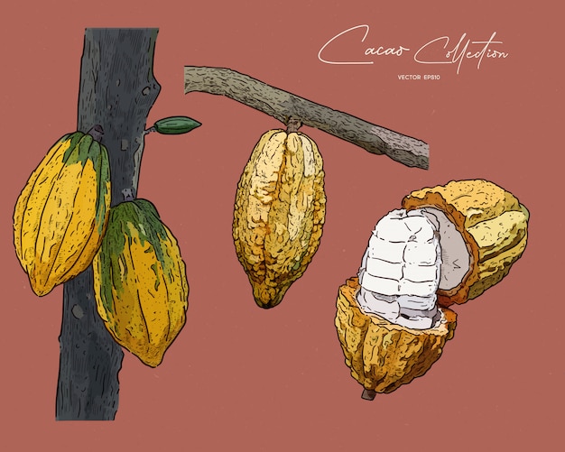 Cacao, dibujar a mano boceto.