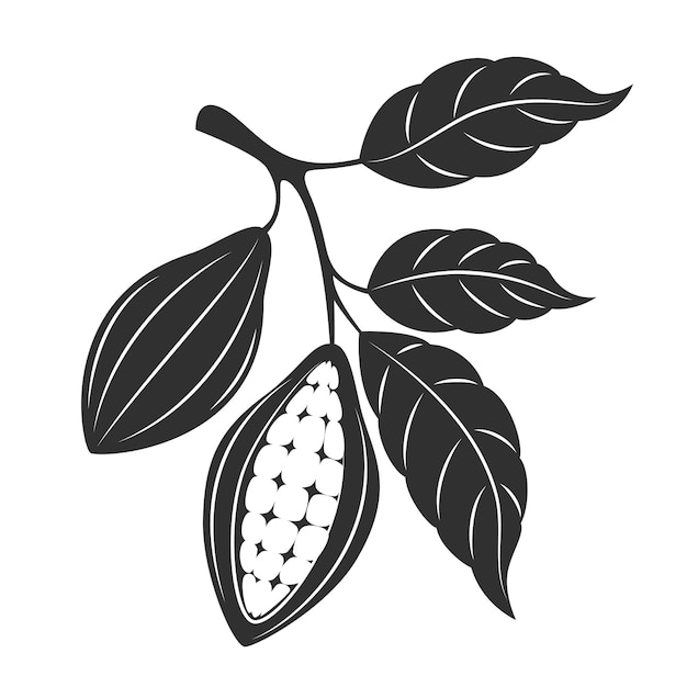 Cacao - granos de cacao sobre fondo blanco.