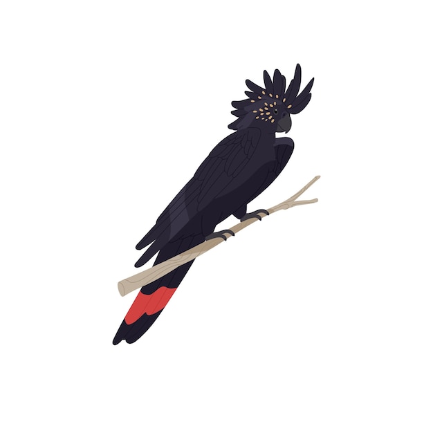 Cacatua negra de cola roja de Banksian sentada en una rama loro tropical con cresta esponjosa ave exótica animal salvaje australiano mascota emplumada ilustración vectorial aislada plana sobre fondo blanco