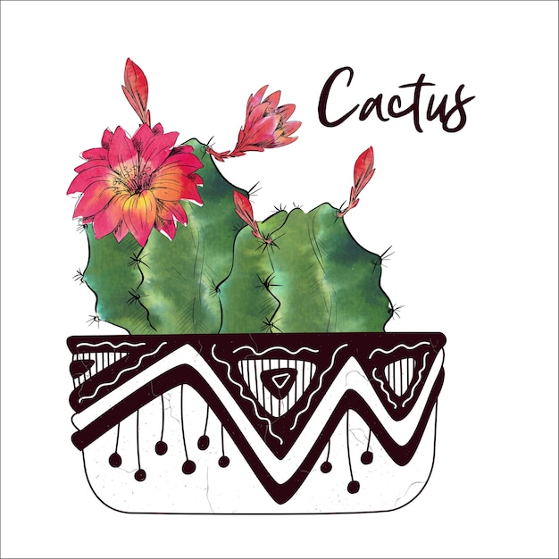 Cactus de acuarela aislado sobre fondo blanco