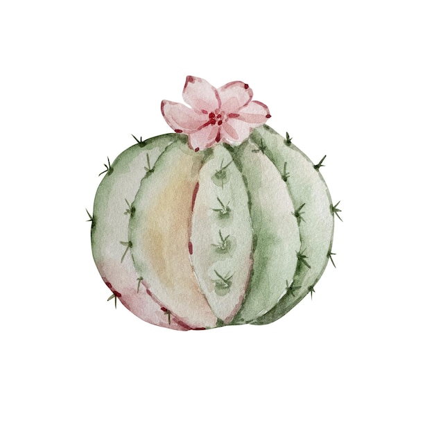 Cactus acuarela boho aislado sobre fondo blanco. Ilustración de flores para tus proyectos, tarjetas de felicitación e invitaciones.