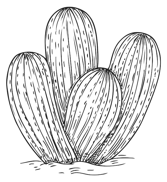 Cactus dibujado a mano Crecimiento de plantas suculentas boceto