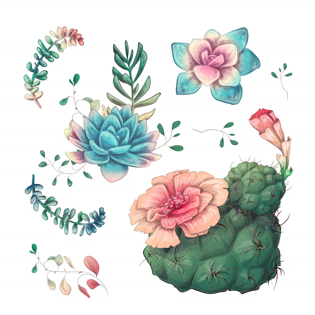 Cactus dibujado a mano sobre un fondo blanco