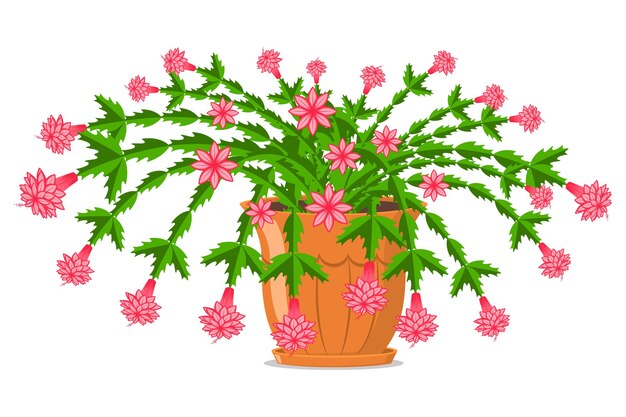 Cactus de Navidad floreciente en una olla