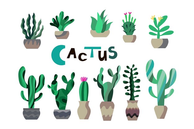 Cactus y otras plantas