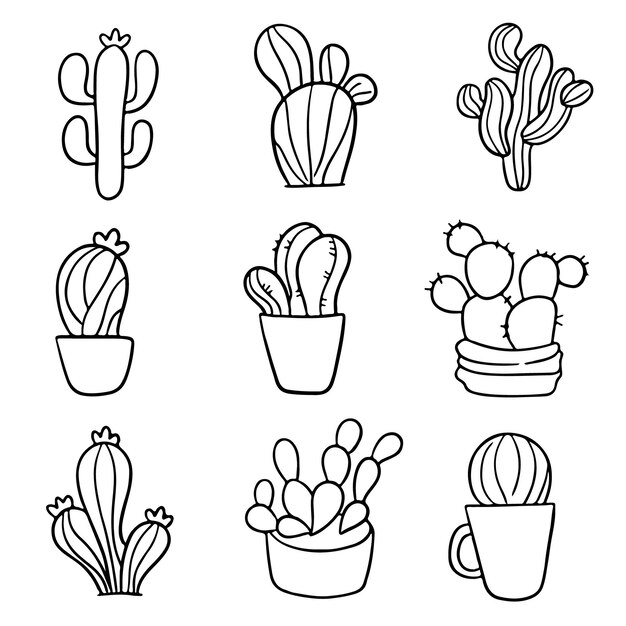 Cactus y otras plantas