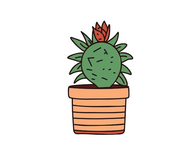 Cactus y otras plantas