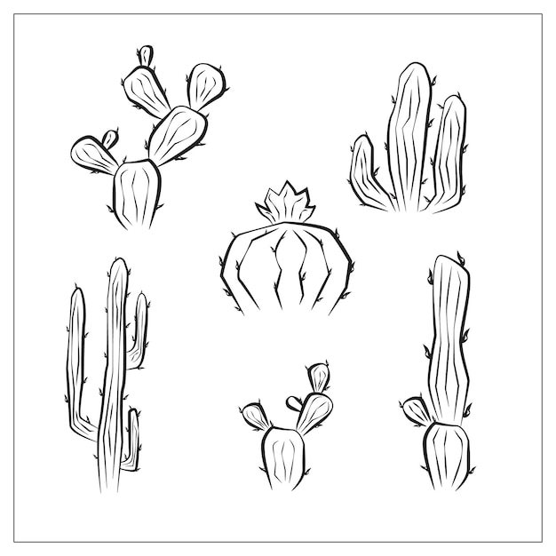 Cactus y otras plantas