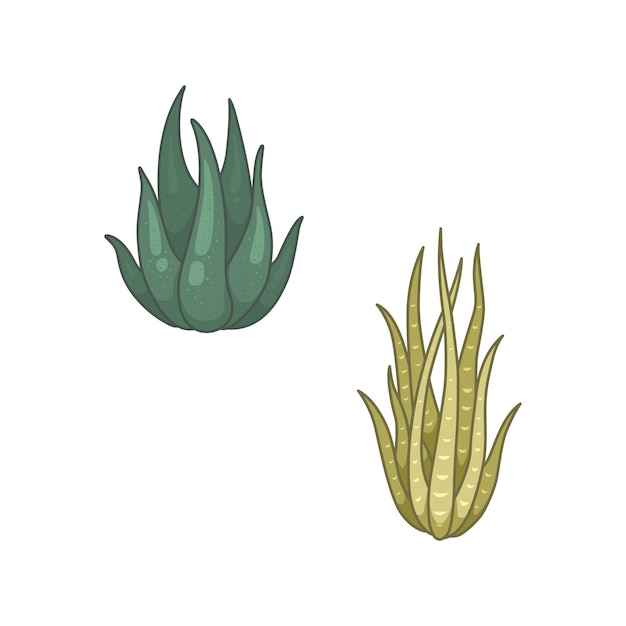 Cactus y plantas suculentas vector iconos en estilo de dibujos animados