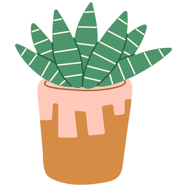 Cactus sencillo 6