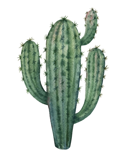 Cactus vector acuarela aislado sobre fondo blanco