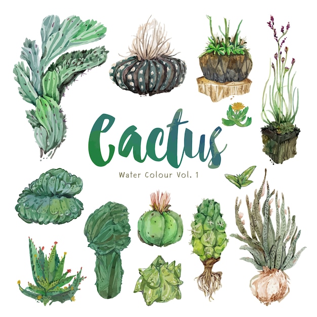 Cactus