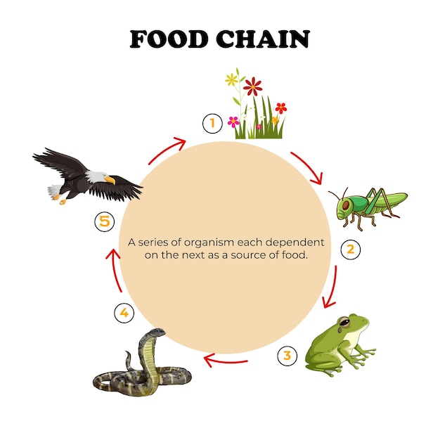 La cadena alimentaria