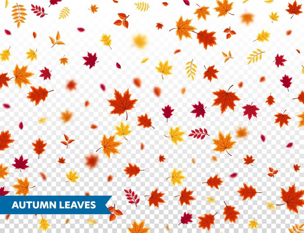 La caída de las hojas de otoño en el fondo de la naturaleza con follaje rojo naranja amarillo venta de la temporada de hojas voladoras