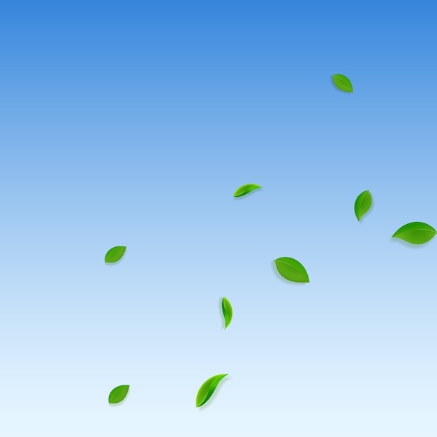 Caída de hojas verdes. Hojas de té fresco al azar volando. Follaje de primavera bailando sobre fondo de cielo azul. Plantilla de superposición de verano real. Venta de primavera eminente.