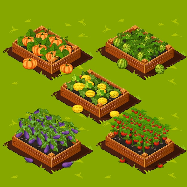 Vector caja de huerta