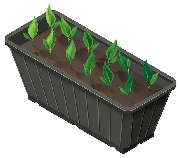 Caja isométrica con plántulas de brotes de plantas verdes