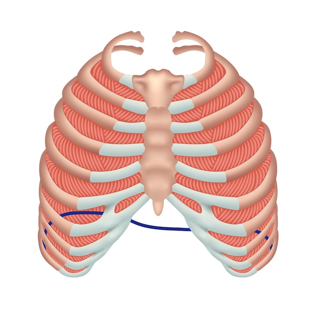 Vector caja torácica