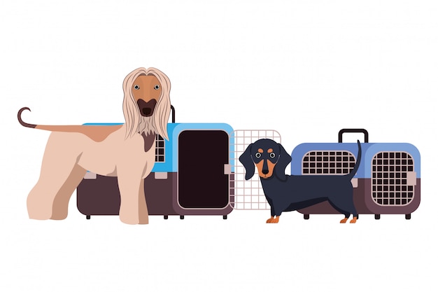 Vector cajas de transporte para perros y mascotas en blanco