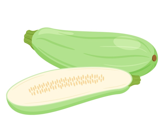 El calabacín es fresco. Aplastar enteros, la mitad con semillas y cortar en cortes transversales. Vegetal, ingrediente, el elemento de diseño de envases para alimentos, recetas. Aislado en la ilustración de vector blanco. estilo plano