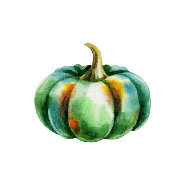 Calabaza aislado sobre fondo blanco. acuarela. para el diseño de telas, papeles pintados, postales