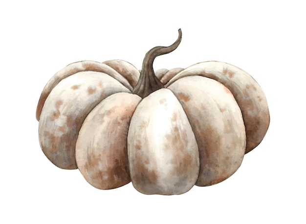 Calabaza blanca en estilo místico realista Ilustración botánica de acuarela dibujada a mano Adecuada para tarjetas de diseño o carteles de vacaciones de otoño Acción de Gracias Halloween para alquimia brujería