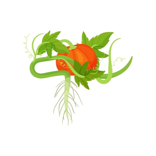 Calabaza naranja brillante con hojas y raíces verdes Alimento orgánico y saludable Planta cultivada Elemento gráfico decorativo para el embalaje de semillas Diseño vectorial plano colorido aislado sobre fondo blanco